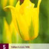Tulpe Green Mile (5 Stück) | Tulpenzwiebeln Von Jub Holland -Günstiges Blattiva Geschäft 561669 Tulpe Green Mile 5 Stueck 313890 jb 0