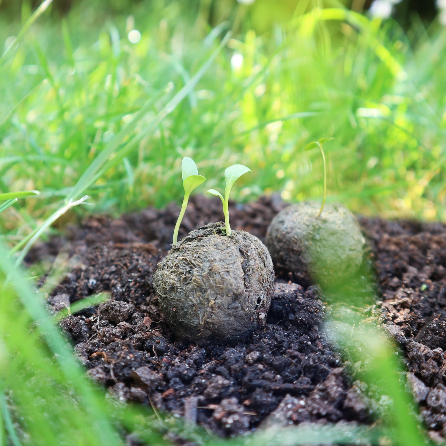 Samenbomben Der Gelbe Sonnenschein (6 Stück) | Blumensamenmischung Von FLORTUS 7 Samenbomben Der Gelbe Sonnenschein (6 Stück) | Blumensamenmischung Von FLORTUS - Image 5
