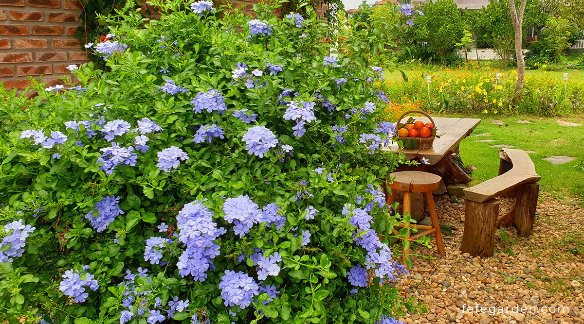 Günstiges Blattiva Geschäft -Günstiges Blattiva Geschäft