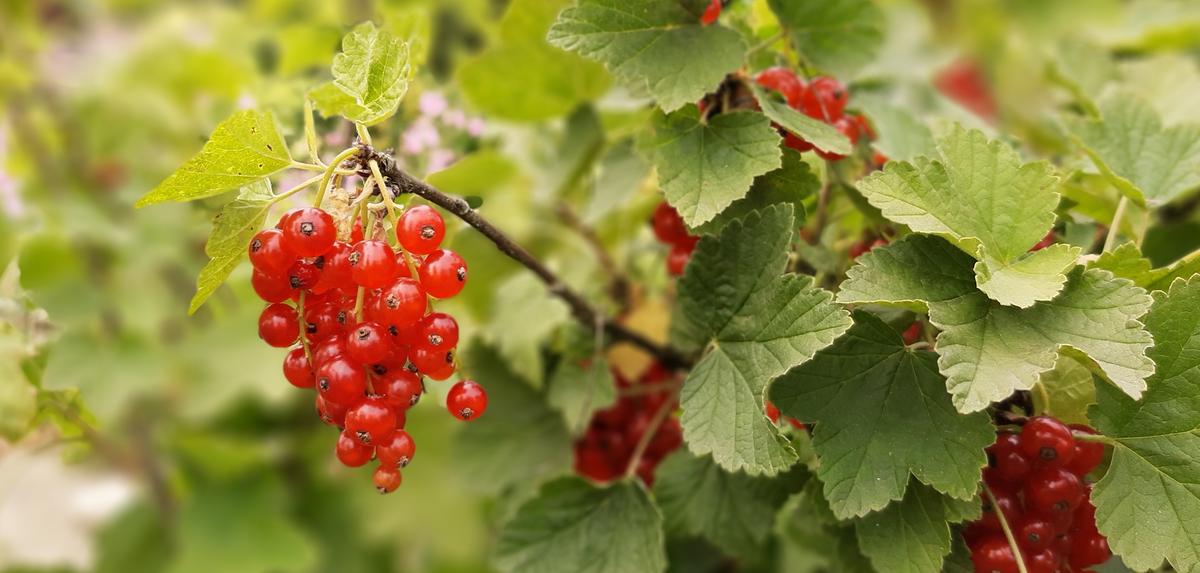 Günstiges Blattiva Geschäft -Günstiges Blattiva Geschäft picture